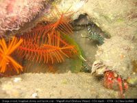 sl crinoid shrimp hermitcrab