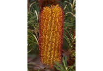 Banksia