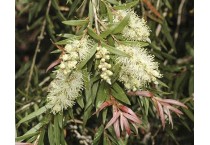 Bottlebrush (Callistemon)