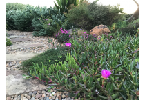 Ground Covers and Ferns