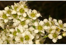 Tea-Trees (Leptospermum)