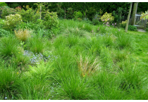 Tufted Grasses and Plants