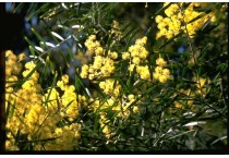 Wattles (Acacia)