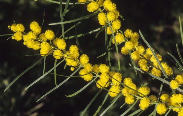 Acacia elongata - Slender Wattle