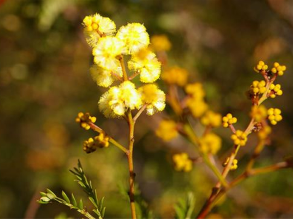 Acacia terminalis - Sunshine Wattle