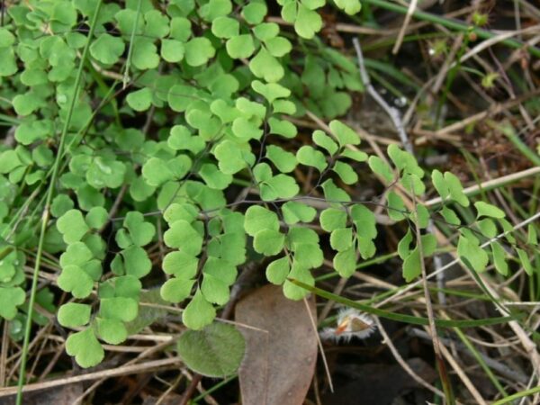 Adiantum aethiopicum - Maidenhair Fern