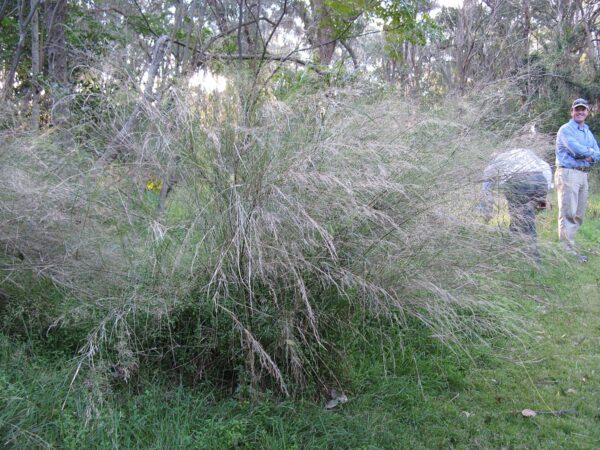 Austrostipa verticillata - Slender Bamboo Grass