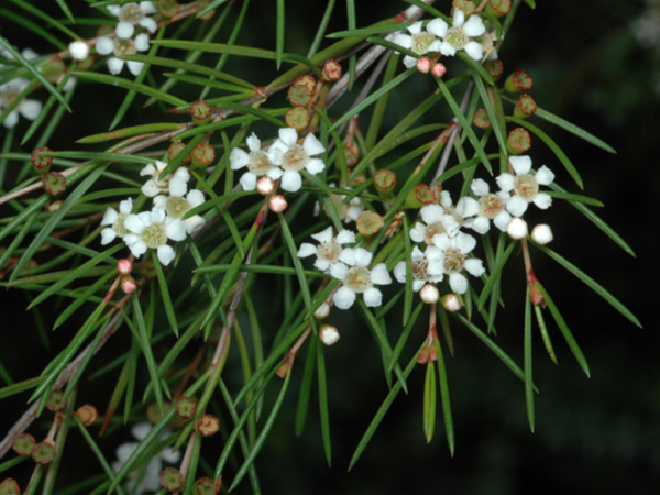 Baeckea linifolia - Weeping Baeckea