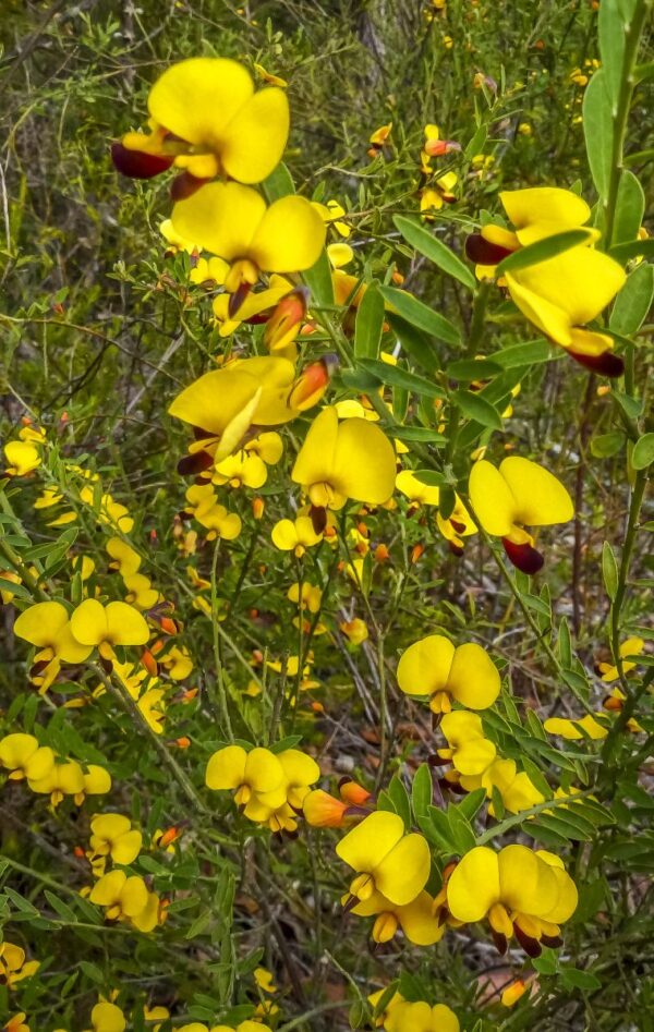 Bossiaea heterophylla - Variable Bossiaea