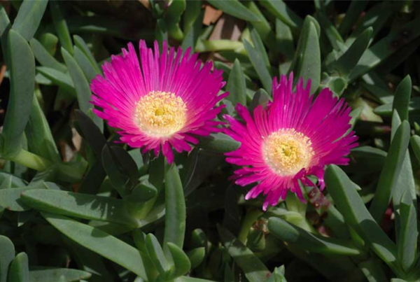 Carpobrotus glaucescens - Pig Face