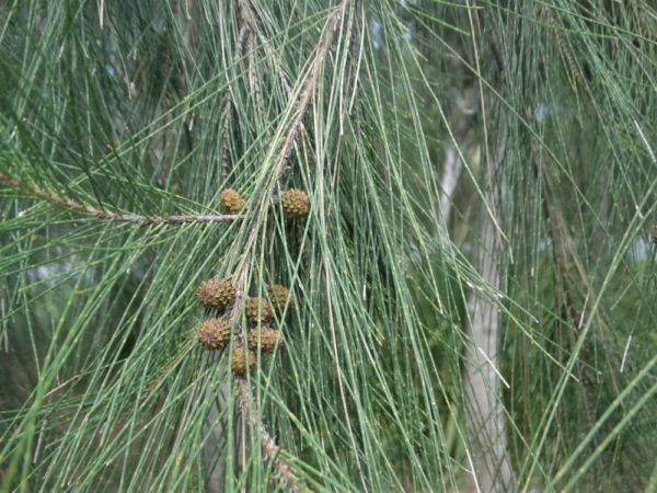 Causuarina glauca - Swamp Sheoak