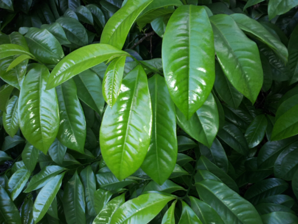 Eupomatia laurina - Native Guava