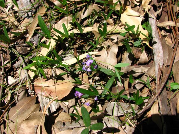 Glycine clandestina - Glycine Pea