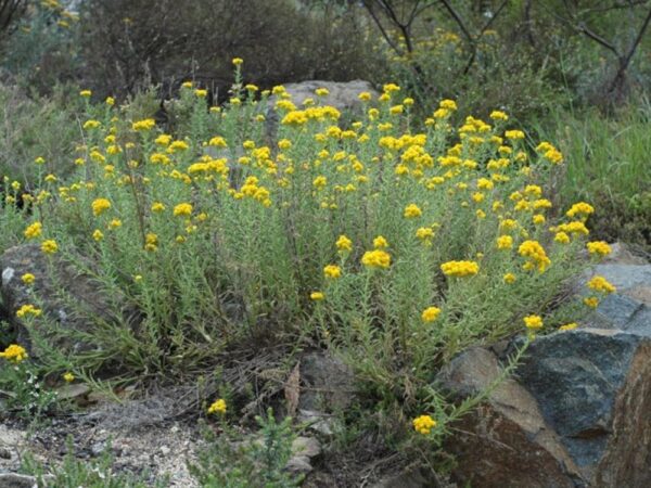 Chrysocephalum apiculatum - Common Everlasting