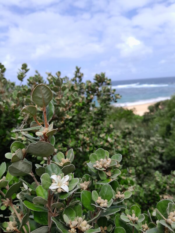 Correa alba - Native Fushia