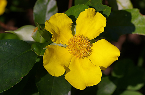 Hibbertia scandens - Guinea Flower