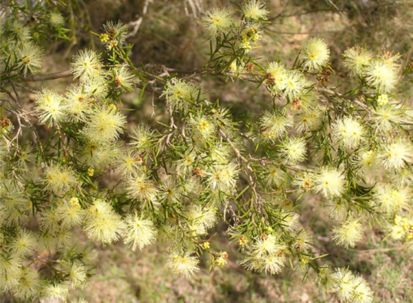 Melaleuca nodosa - Prickly Leaved Paperbark