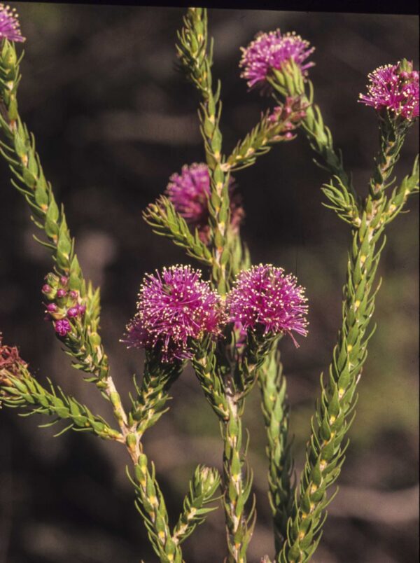 Melaleuca squamea - Swamp Honey Myrtle