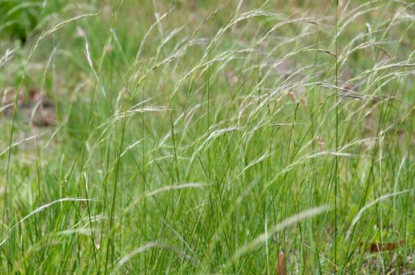 Microlaena stipoides - Weeping Rye Grass