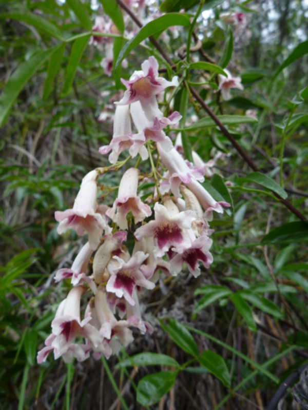 Pandorea pandorana - Wonga Vine