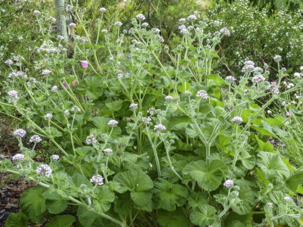 Pelargonium australe - Wild Geranium