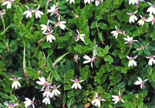 Pratia purpurascens - White Root