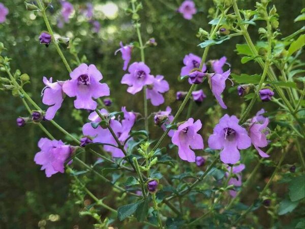 Prostanthera incisa - Native Thyme