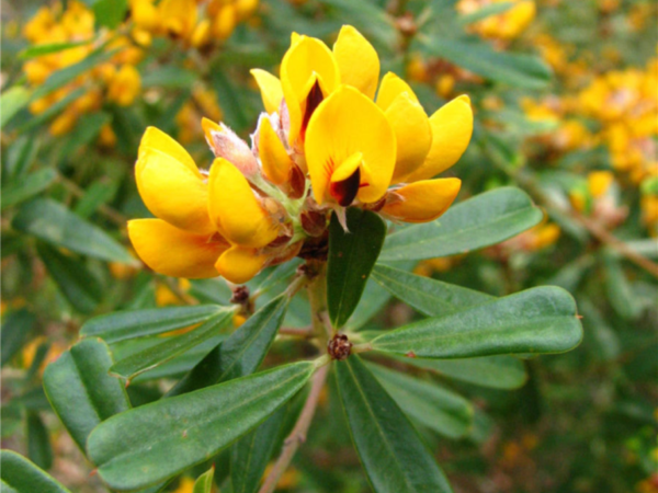 Pultenaea daphnoides - Large Leag Bush Pea