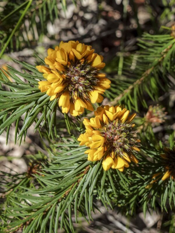 Pultenaea stipularis - Handsome Bush Pea