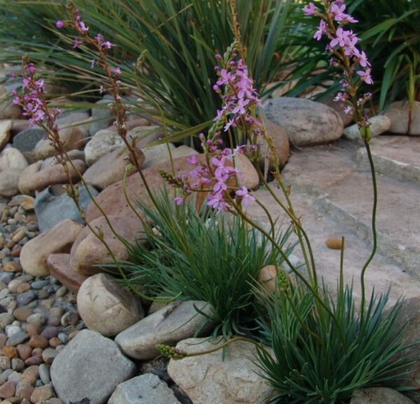 Stylidium graminifolium - Grass Trigger Plant