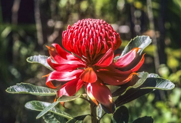 Telopea speciosissima - NSW Warratah