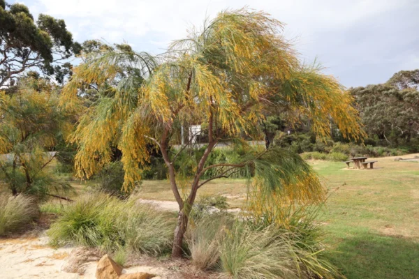 Viminaria juncea - Native Broom