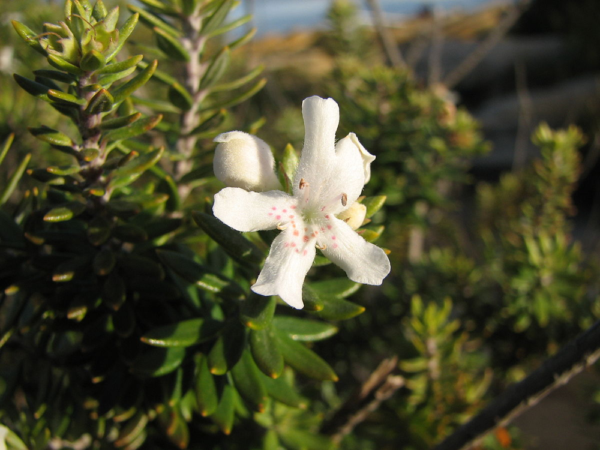 Westringia fruticosa - Coastal Rosemary