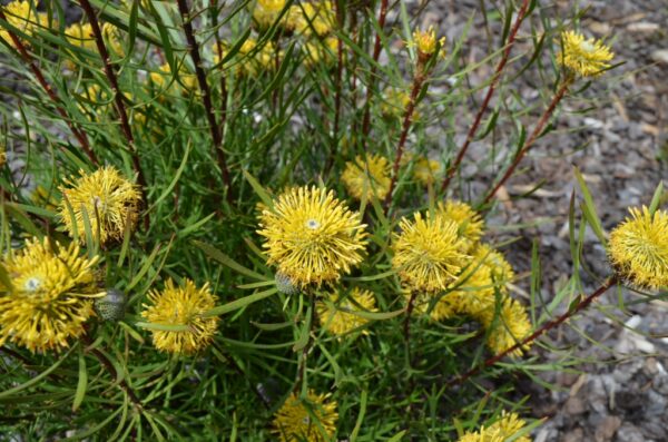 Isopogon anemonifolius - Drumsticks