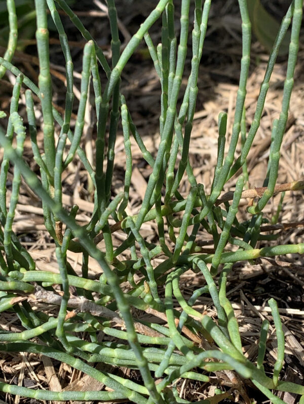 Sarcocornia quinqueflora - Marsh Samphire