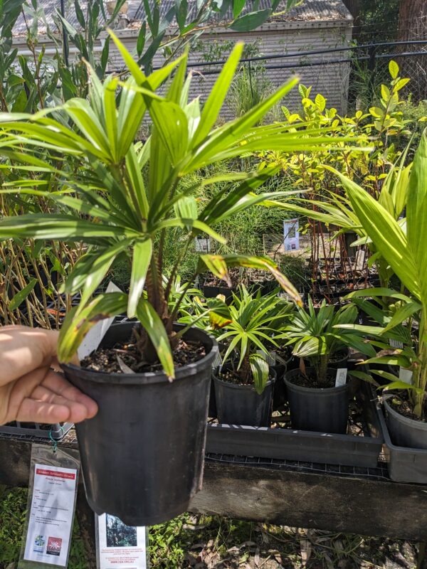 Livistona australis - Cabbage Tree Palm