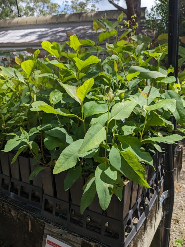 Eucalyptus amplifolia - Cabbage Gum