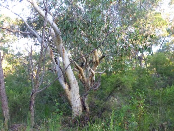 Eucalyptus haemastoma - Scribbly Gum